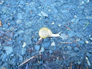 DSCN0448