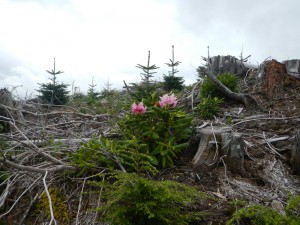 DSCN0537